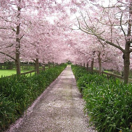 English Cherry Tree Manor Tamahere Esterno foto