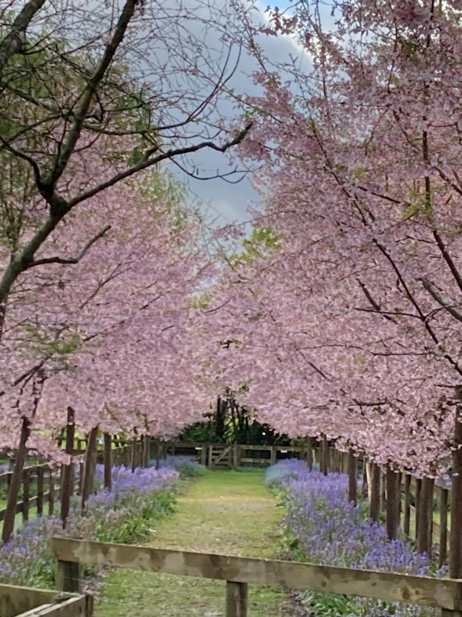 English Cherry Tree Manor Tamahere Esterno foto