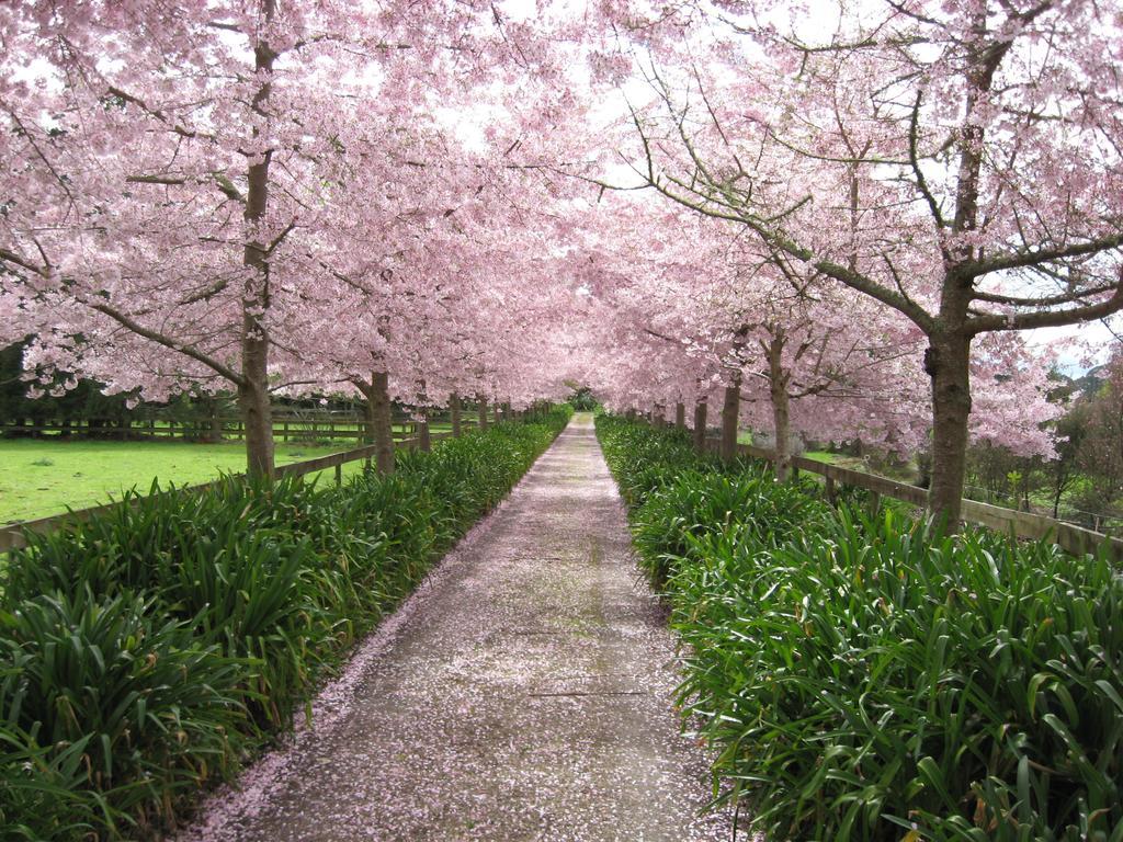 English Cherry Tree Manor Tamahere Esterno foto